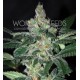 AMNESIA * WORLD OF SEEDS 3 SEMI FEM