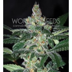 AMNESIA * WORLD OF SEEDS 3 SEMI FEM