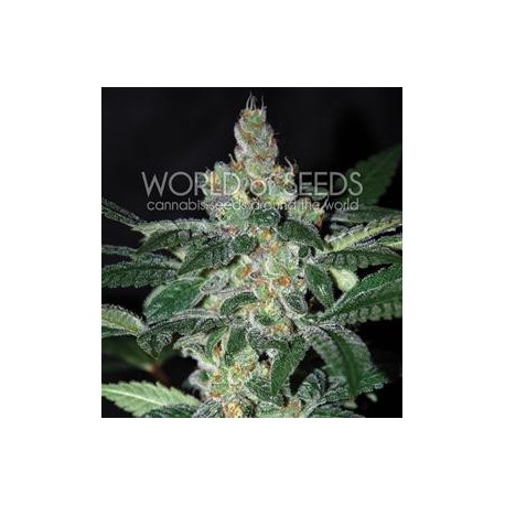 AMNESIA * WORLD OF SEEDS 3 SEMI FEM