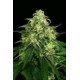 MANGO CREAM * EXOTIC SEEDS 10 SEMI FEM 