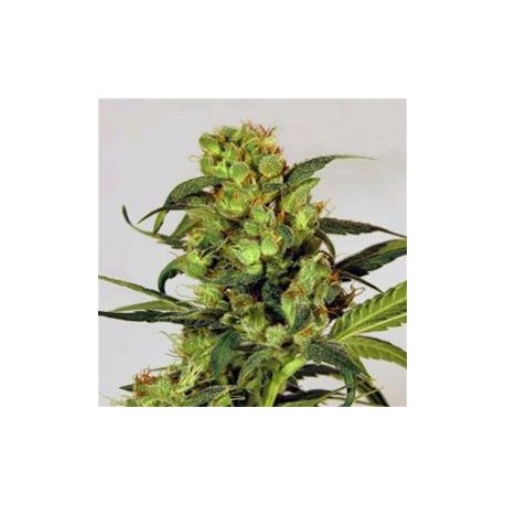 SPICY BITCH * EXOTIC SEEDS 10 SEMI FEM 