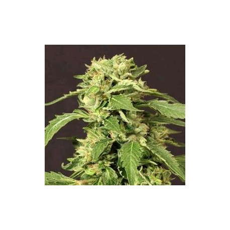 EXOTIC THAI * EXOTIC SEEDS 10 SEMI FEM 