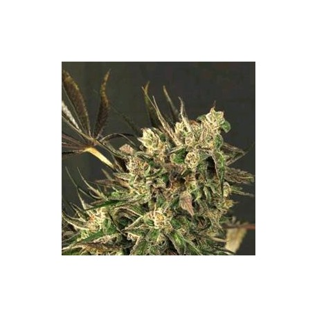 EXOTIC COLOURS * EXOTIC SEEDS 10 SEMI FEM 