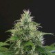 LEMON CANDY * EXOTIC SEEDS 10 SEMI FEM 