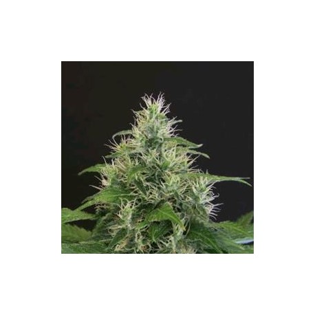 LEMON CANDY * EXOTIC SEEDS 10 SEMI FEM 