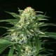 GIPSY WIDOW * EXOTIC SEEDS 10 SEMI FEM 