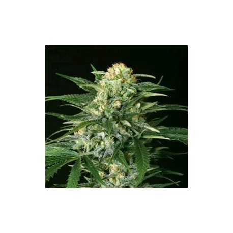 GIPSY WIDOW * EXOTIC SEEDS 10 SEMI FEM 