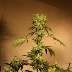 WHITE JEWEL * EXOTIC SEEDS 3 SEMI REG