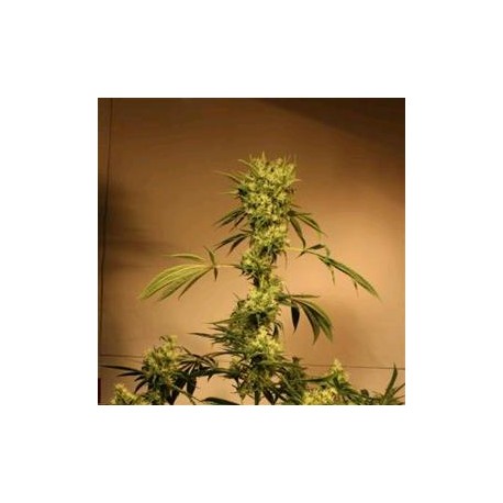 WHITE JEWEL * EXOTIC SEEDS 3 SEMI REG