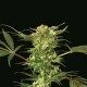 DEVIL KUSH * EXOTIC SEEDS 3 SEMI REG