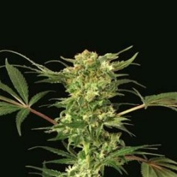 DEVIL KUSH * EXOTIC SEEDS 3 SEMI REG