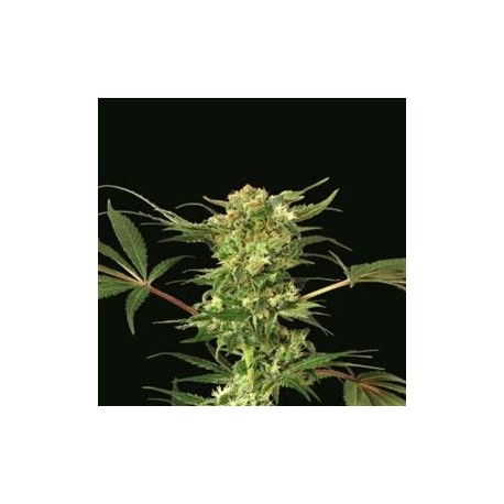 DEVIL KUSH * EXOTIC SEEDS 3 SEMI REG