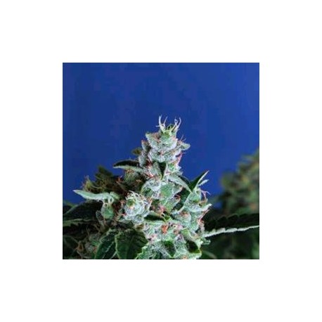 SIR JACK AUTO * EXOTIC SEEDS 3 SEMI FEM 