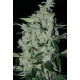 PURPLE M EXICAN * CANNABIOGEN 3 SEMI FEM