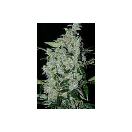 PURPLE M EXICAN * CANNABIOGEN 3 SEMI FEM