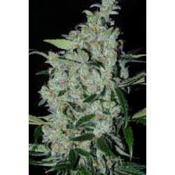 PURPLE M EXICAN * CANNABIOGEN 1 SEME FEM