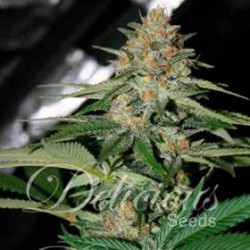 DELICIOUS CANDY * DELICIOUS SEEDS INDICA 5 SEMI FEM