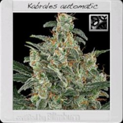 KABRALES AUTO* BLIM BURN 6 SEMI FEM AUTO