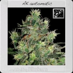 AK AUTO* BLIM BURN 6 SEMI FEM