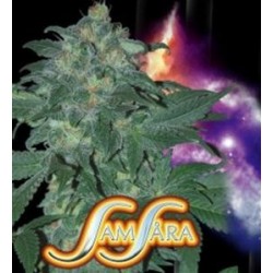 ULTRAVIOLET AUTOMATIC * SAMSARA FEMINIZED 3 SEMI