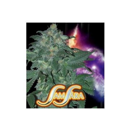 ULTRAVIOLET AUTOMATIC * SAMSARA FEMINIZED 3 SEMI