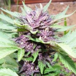 DARK PURPLE AUTO * DELICIOUS SEEDS INDICA 10 SEMI FEM