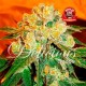 MARMALATE * DELICIOUS SEEDS INDICA 7 SEMI REG