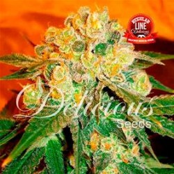 MARMALATE * DELICIOUS SEEDS INDICA 7 SEMI REG