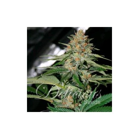 DELICIOUS CANDY * DELICIOUS SEEDS INDICA 7 SEMI REG