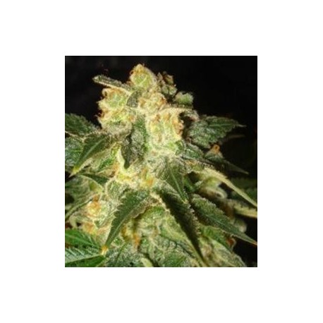 PAKISTAN RYDER AUTO * WORLD OF SEEDS 7 SEMI FEM 