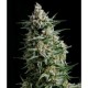 ANESTHESIA * PYRAMID SEEDS 50 SEMI FEM 