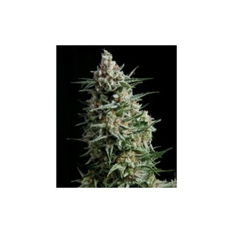 ANESTHESIA * PYRAMID SEEDS 50 SEMI FEM 