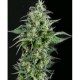 KRYPTONITE * PYRAMID SEEDS 50 SEMI FEM 