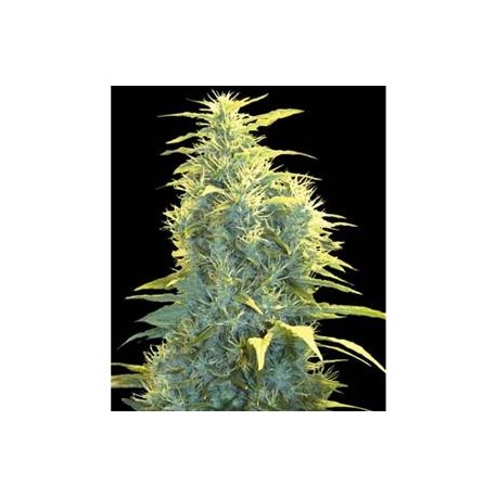 LENNON * PYRAMID SEEDS 50 SEMI FEM 