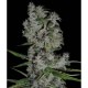 NEFERTITI * PYRAMID SEEDS 50 SEMI FEM