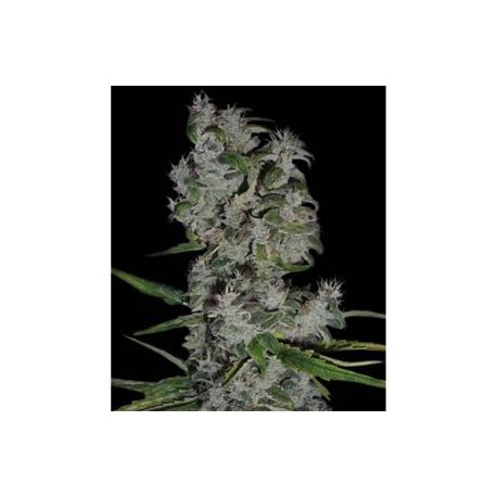 NEFERTITI * PYRAMID SEEDS 50 SEMI FEM