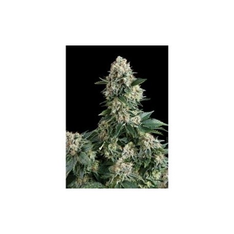 NEW YORK CITY * PYRAMID SEEDS 50 SEMI FEM 