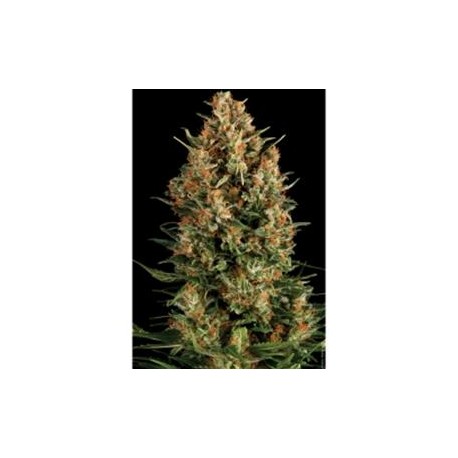 WEMBLEY * PYRAMID SEEDS 50 SEMI FEM 