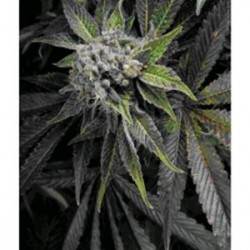 AUTO BLUE PYRAMID * PYRAMID SEEDS 50 SEMI FEM 