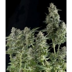 AUTO NORTHERN LIGHTS * PYRAMID SEEDS 50 SEMI FEM 