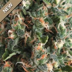 AUTO SUPER OG KUSH * PYRAMID SEEDS 1 SEME FEM 