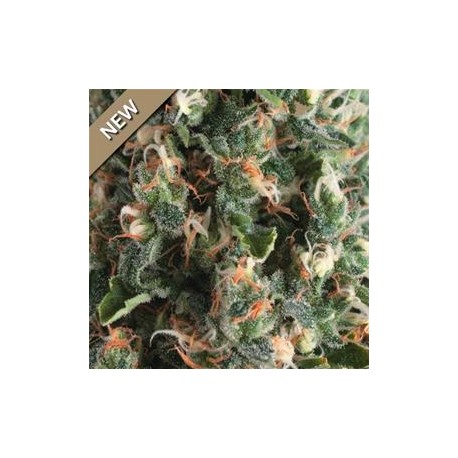 AUTO SUPER OG KUSH * PYRAMID SEEDS 1 SEME FEM 