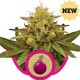 ROYAL DOMINA * ROYAL QUEEN SEEDS 5 SEMI FEM 