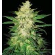 SWEET COFFEE RYDER AUTO* WORLD OF SEEDS 7 SEMI FEM 