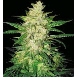 SWEET COFFEE RYDER AUTO* WORLD OF SEEDS 7 SEMI FEM 