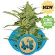 FAST EDDY AUTO * ROYAL QUEEN SEEDS 10 SEMI FEM 