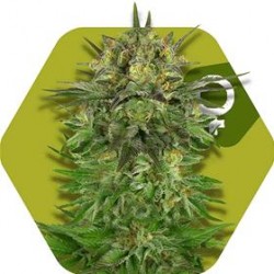 BLUE BRILLIANT * ZAMBEZA SEEDS 3 SEMI FEM