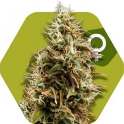 CHOCO CANDY * ZAMBEZA SEEDS 5 SEMI FEM