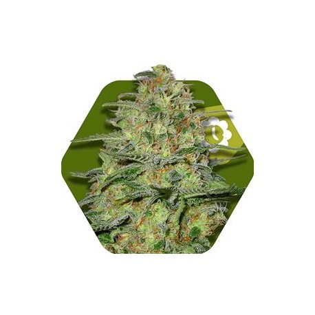 GREEN MONSTER AUTO * ZAMBEZA SEEDS 10 SEMI FEM