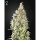 GREAT WHITE SHARK CBD* GREEN HOUSE FEMINIZED 3 SEMI 